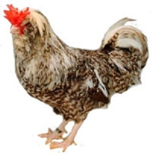 Houdan Chickens