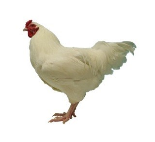 Ixworth Chicken