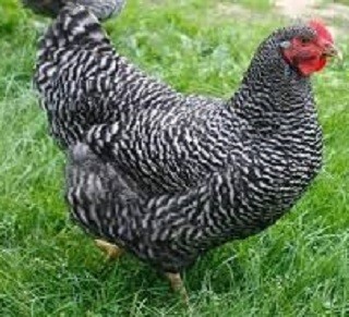 Kuroiler Chicken