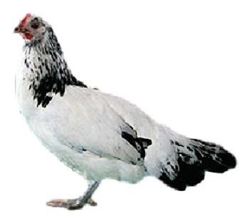 Lakenvelder Chicken