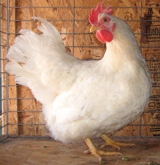 Lamona Chicken