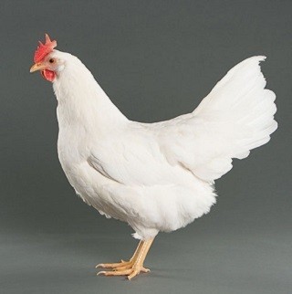 Leghorn Chicken
