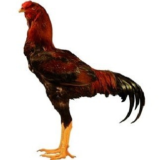 Malay Chicken