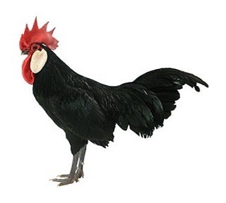 Minorca Chicken