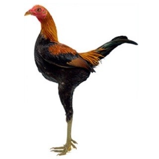 Modern Game Chicken