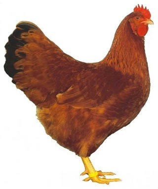 New Hampshire Chicken