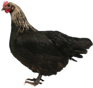 Norfolk Grey Chicken