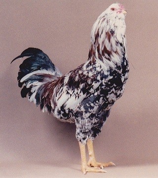 Orloff Chicken