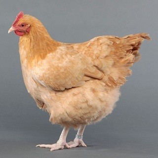 Orpington Chicken