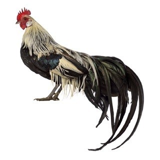 Phoenix Chicken