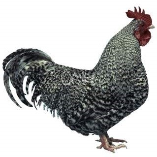 Scots Dumpy Chicken