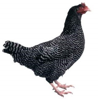 Scots Grey Chicken