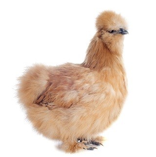 Silkie Chicken