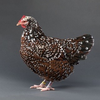 Speckled Sussex Chicken