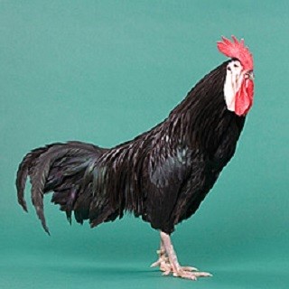 White Faced Black Spanish Chicken