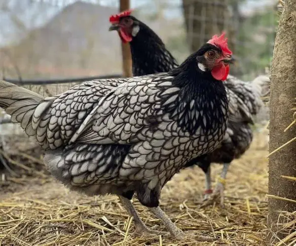 Behavior Of The Andalusian Chicken