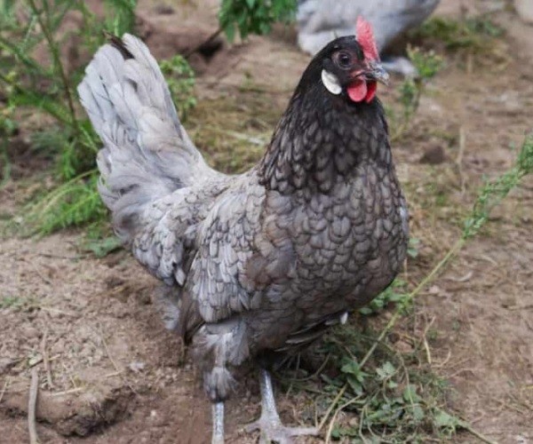 Characteristics Of The Andalusian Chicken