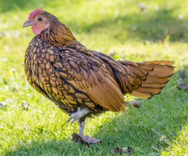 Characteristics Of The Sebright Chicken
