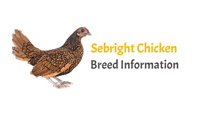 Sebright Chicken Breed