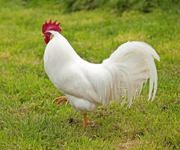 How To Care For Leghorn Chicken