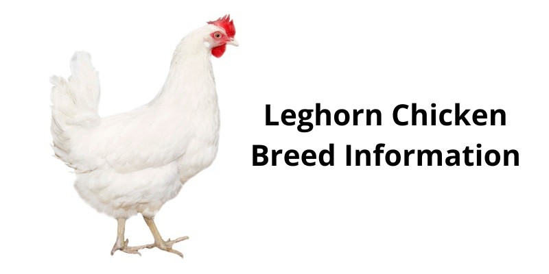 Leghorn Chicken Breed Information