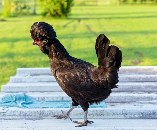 Behavior Of The Polish Chicken