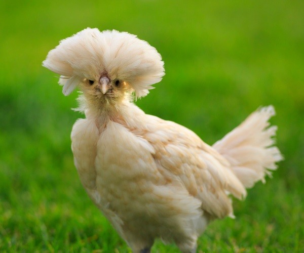 Characteristics Of The Polish Chicken