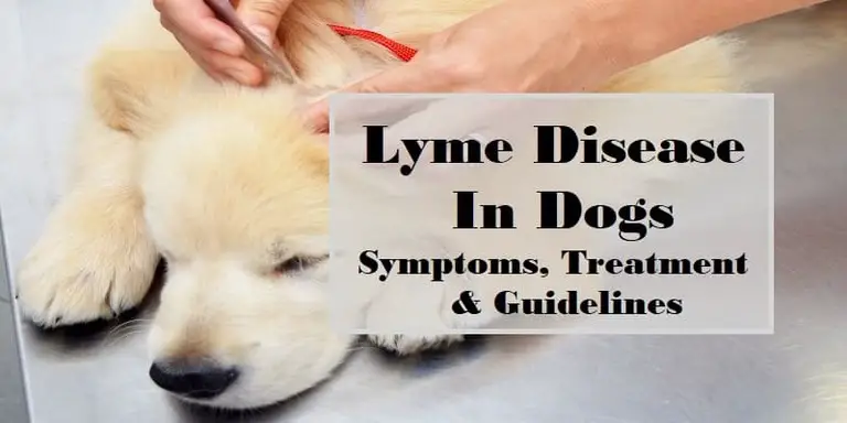 Lyme Disease in Dogs: Symptoms, Testing, Treatment, and Prevention ...