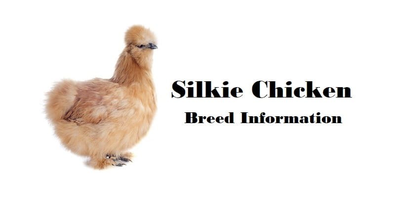 Silkie-Chicken-Breed-Information