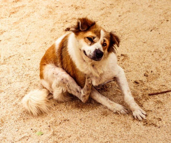 Symptoms of Cushing’s disease