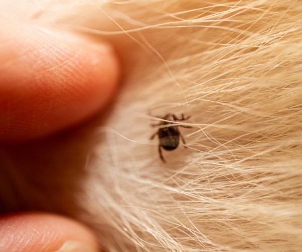 Symptoms of Lyme disease in dogs