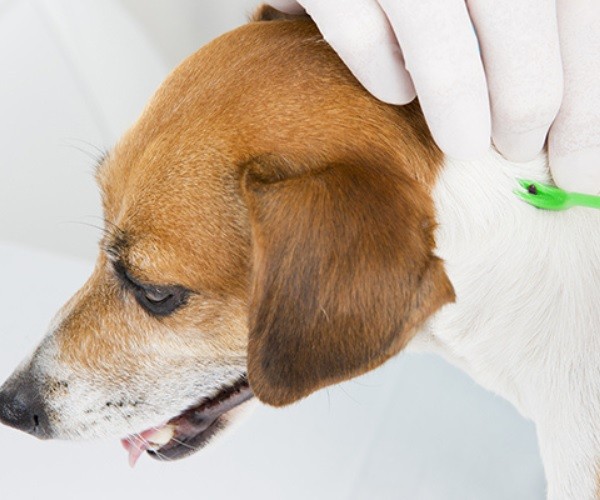 Testing for Lyme Disease in Dogs