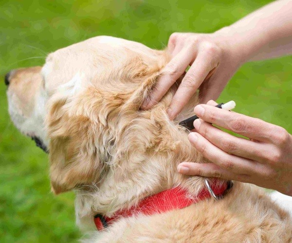 Treatment for Lyme Disease in Dogs