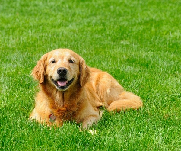 What is Cushing’s Disease in Dogs