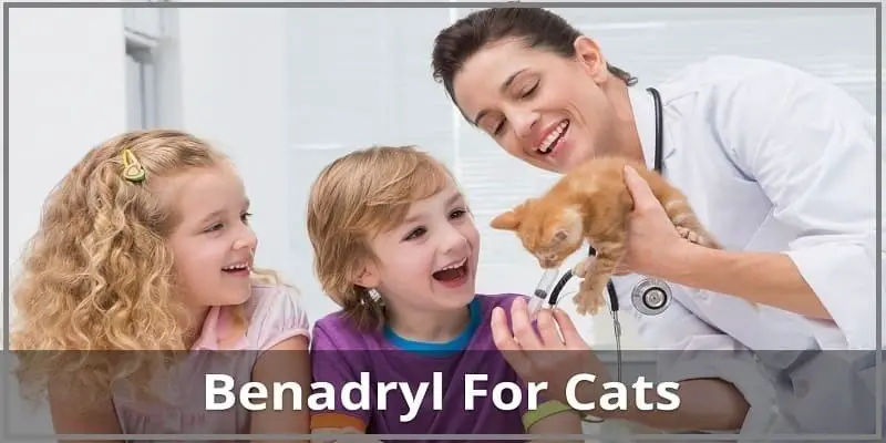 Benadryl for cats