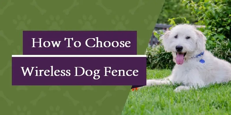 Wireless Dog Fence