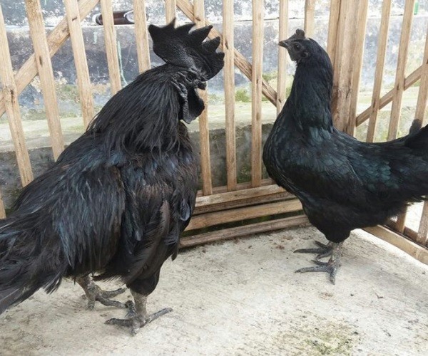 Behavior Of The Welsummer Chickens