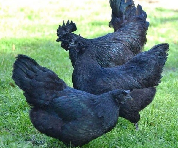 Characteristics Of The Welsummer Chickens