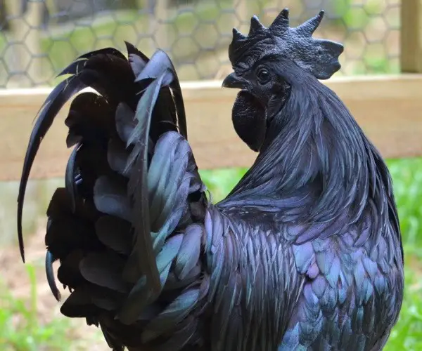 Take Care For Ayam Cemani Chicken