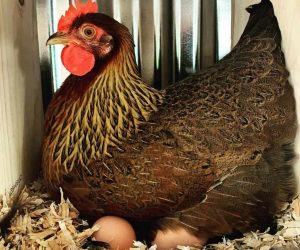 Welsummer Chicken Breed Profile Eggs Height Size And Care Guide