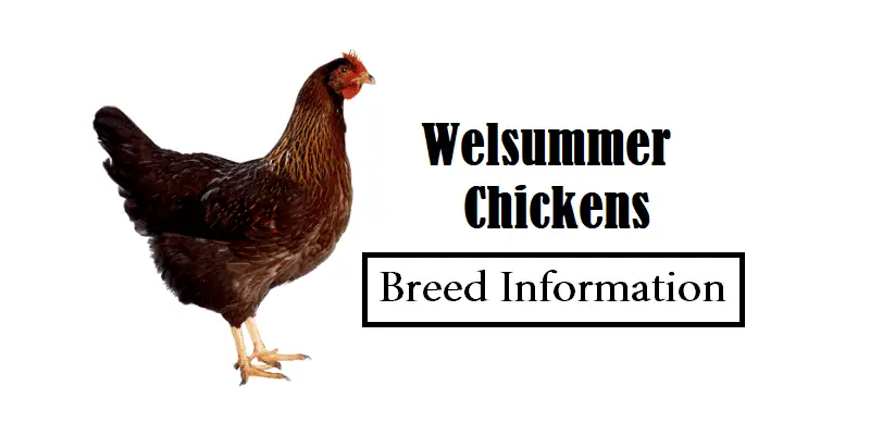 Welsummer Chickens Breed