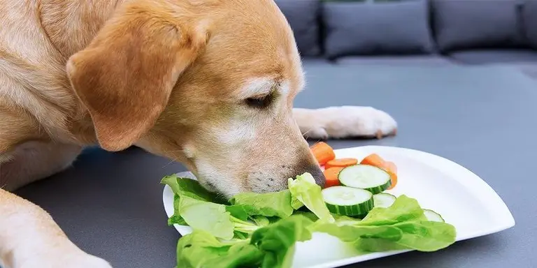 10 Foods You Should Never Feed Your Dog | Poultry Care Sunday