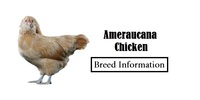 Ameraucana Chicken: Breed Profile, Eggs, Height, Size And Care Guide