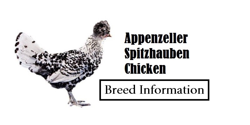 Appenzeller-Spitzhauben-Chicken Breed