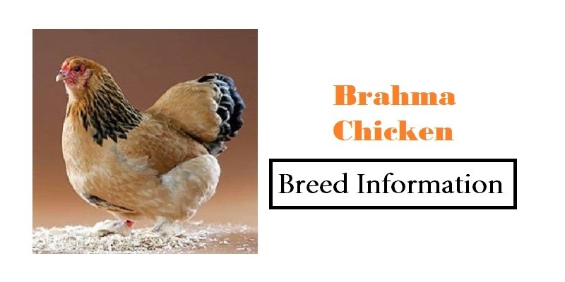 Brahma-Chicken Breed