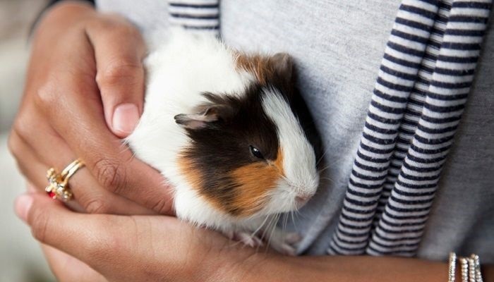 Guinea Pigs