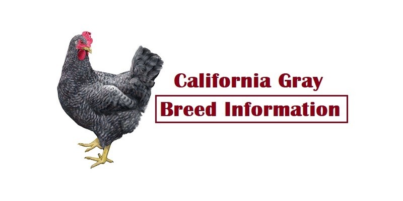 California Gray Chicken Breed