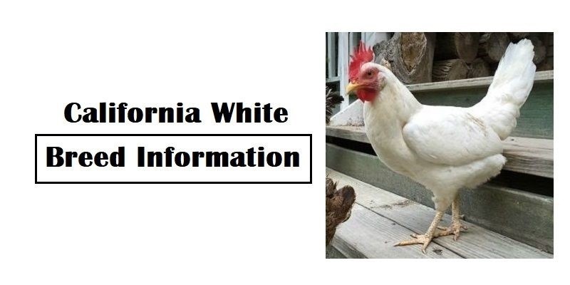 California White Chicken Breed