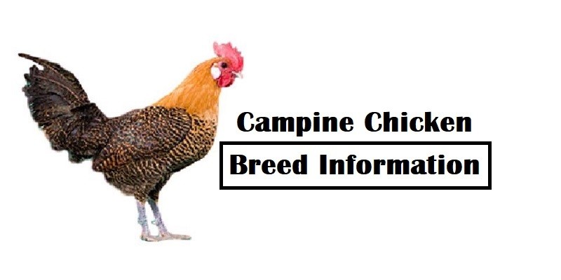 Campine Chicken Breed