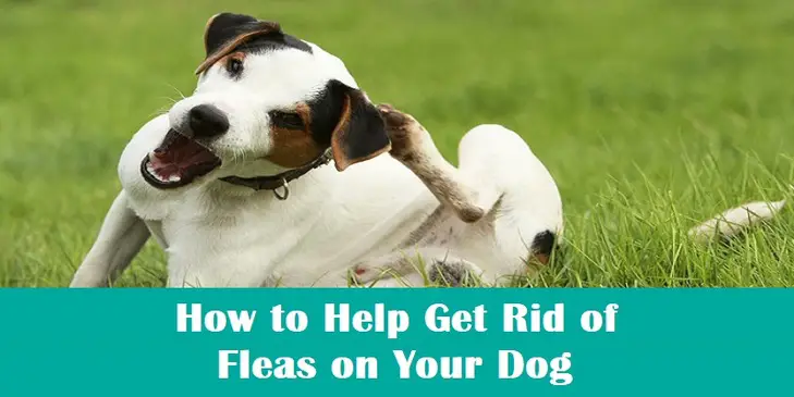 How To Help Get Rid Of Fleas On Your Dog